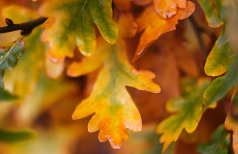 Объектив Гелиос 44M-6 для FujiFilm FX