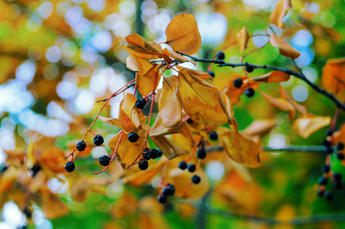 Объектив Индустар-50-2 для Sony NEX пример фото