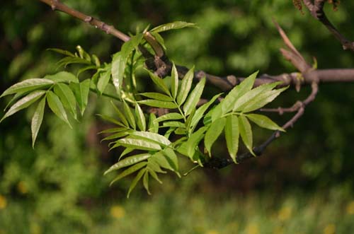 Объектив Индустар-50-2 для Sony NEX пример фото